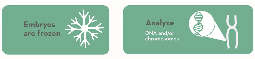 Embryos are frozen / Analyze DNA