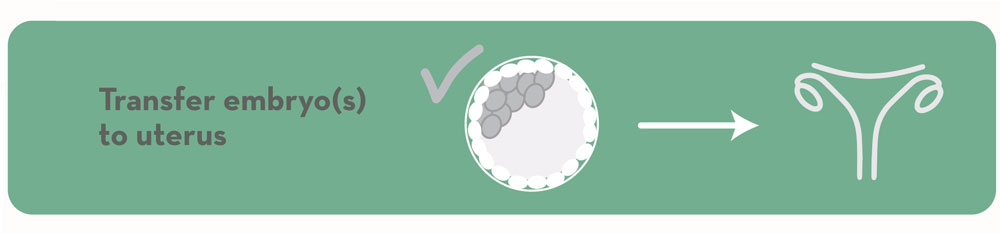 Transfer embryos to uterus